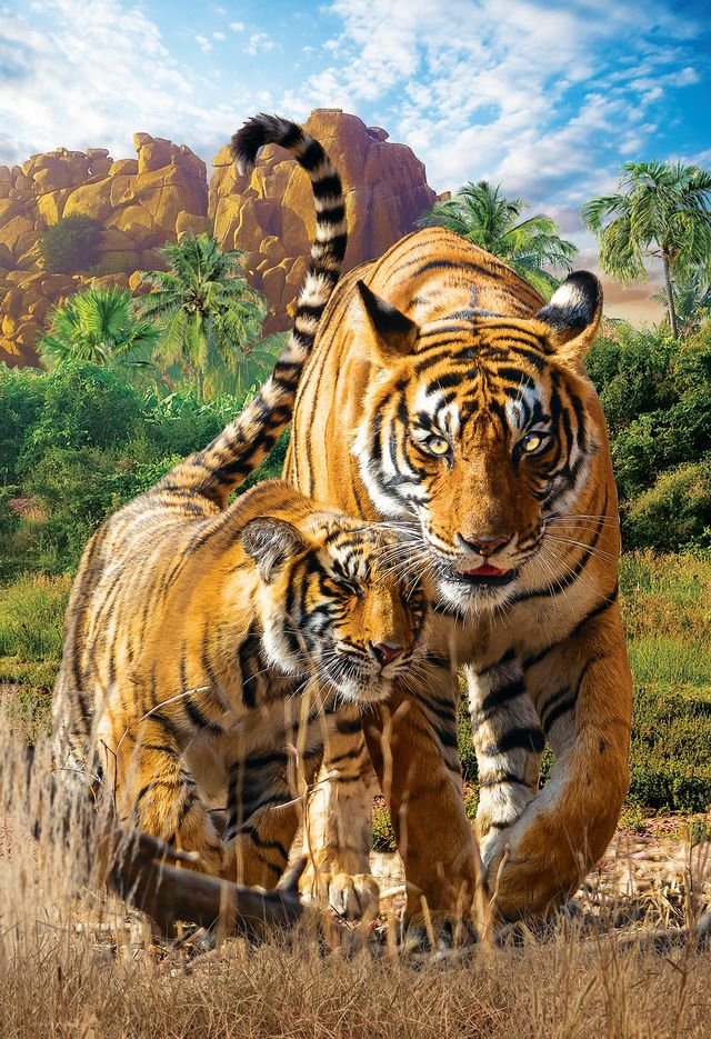 Eurographics Puzzle 250 Tigers - Marah Kids