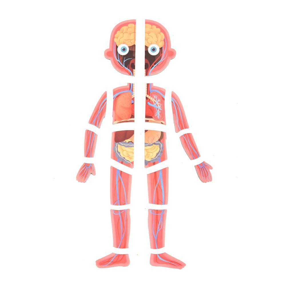 Body Magnet Building Set - Marah Kids