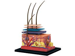 4D Human Anatomy - Skin Section - Marah Kids