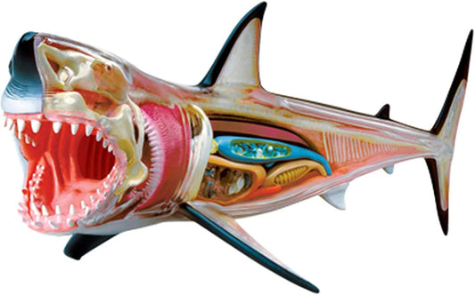 4D Great White Shark Anatomy - Marah Kids