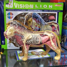 4D Lion Anatomy - Marah Kids