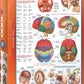 Eurographics Puzzle 1000 The Brain - Marah Kids
