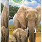 Eurographics Puzzle 250 Elephants - Marah Kids