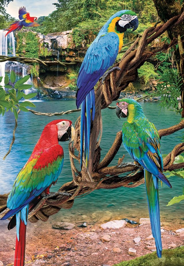 Eurographics Puzzle 250 Macaws - Marah Kids