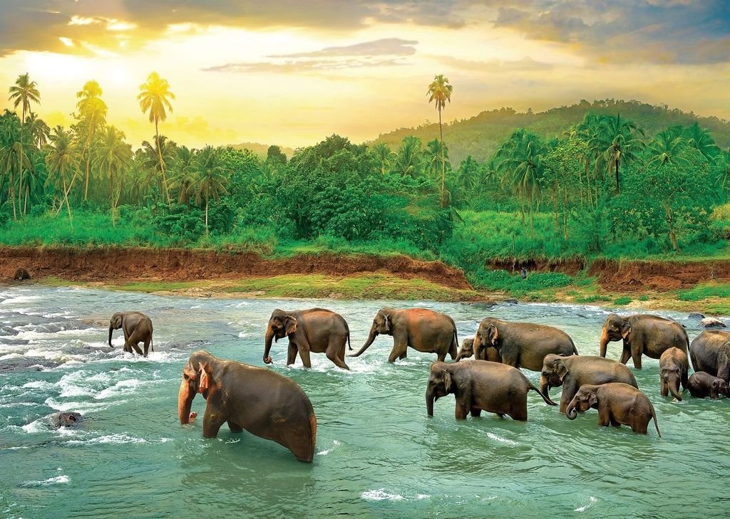 Eurographics Puzzle 1000 Rainforest - Marah Kids