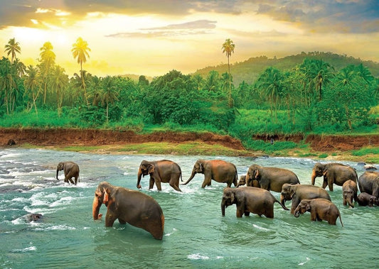 Eurographics Puzzle 1000 Rainforest - Marah Kids