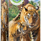 Eurographics Puzzle 250 Tigers - Marah Kids