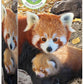 Eurographics Puzzle 250 Red Pandas - Marah Kids