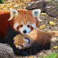 Eurographics Puzzle 250 Red Pandas - Marah Kids