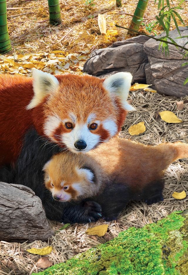 Eurographics Puzzle 250 Red Pandas - Marah Kids