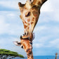 Eurographics Puzzle 250 Giraffes - Marah Kids
