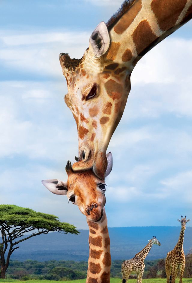 Eurographics Puzzle 250 Giraffes - Marah Kids