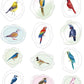 Avenir - Sealing Wax Stickers 10 pack - BIRD Multicolour | fabulous sealing wax stickers showcasing a collection of space objects | Ages3+ - Marah Kids