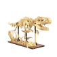 Cada Dinosaur Fossils: Stegosaurus - Marah Kids