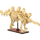 Cada Dinosaur Fossils: Stegosaurus - Marah Kids