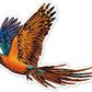 Avenir - Scratch Stickers - Bird Multicolour | Decorate and colour the 4 ferocious stickers with scratch art | For ages 3 years+ - Marah Kids