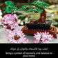 Lego 10281 Icons Bonsai Tree Set