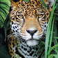 CLEMENTONI PUZZLE HQC JAGUAR IN JUNGLE 500PCS - Marah Kids