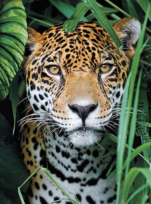 CLEMENTONI PUZZLE HQC JAGUAR IN JUNGLE 500PCS - Marah Kids