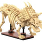 Cada Dinosaur Fossils: Triceratops - Marah Kids