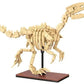 Cada Dinosaur Fossils: Velociraptor - Marah Kids
